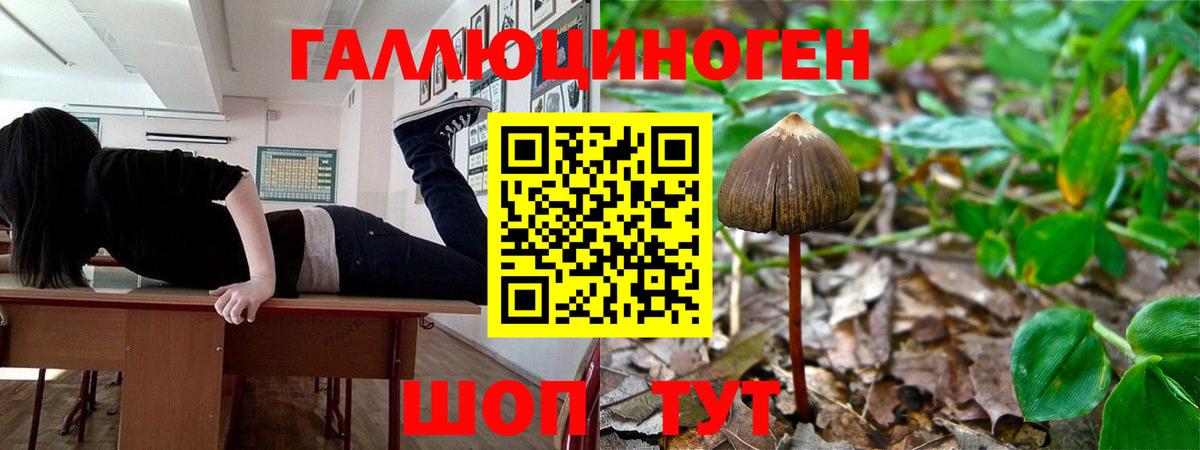 Псилоцибиновые грибы Cubensis  Вход с VPN  Прокопьевск 